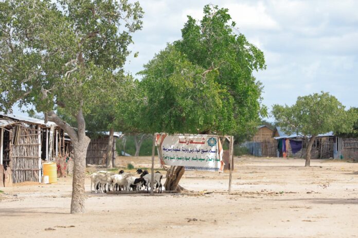 A picture shows sheep near an Al-Shabaab billboard located in Weelmarow village in Lower Jubba region.