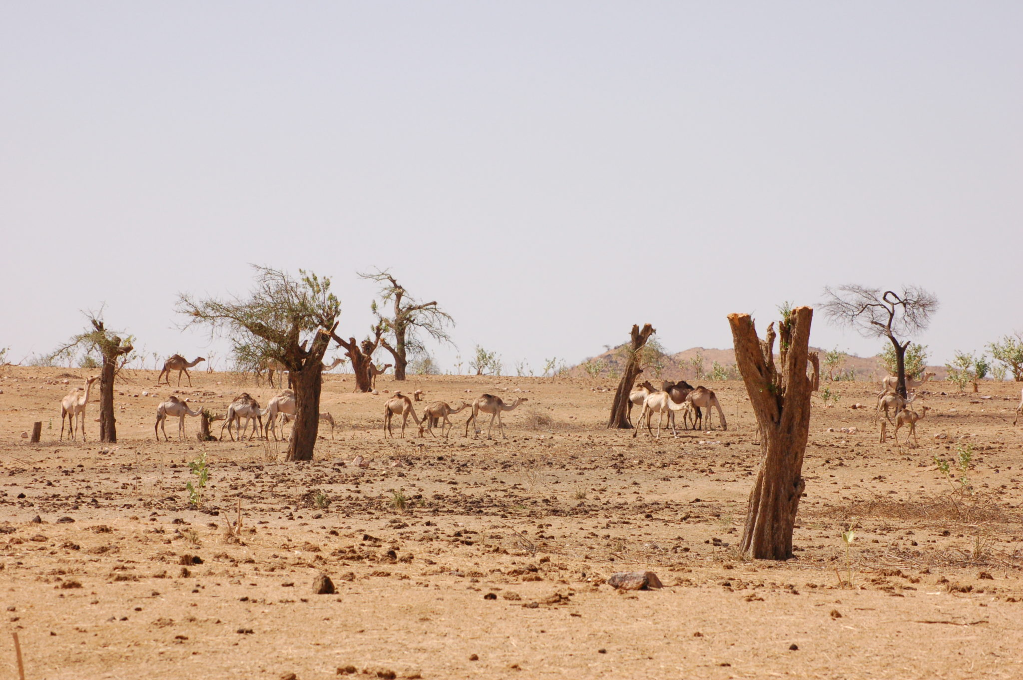 Climate change, which has devastated farmlands and led to massive livestock losses, has hit rural families hardest.