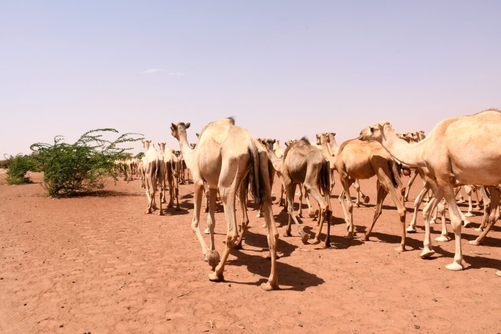 ICPAC urges governments, humanitarian organizations, and stakeholders to take proactive measures to mitigate the anticipated impacts of the forecasted climatic conditions, especially for vulnerable communities.