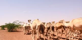 ICPAC urges governments, humanitarian organizations, and stakeholders to take proactive measures to mitigate the anticipated impacts of the forecasted climatic conditions, especially for vulnerable communities.