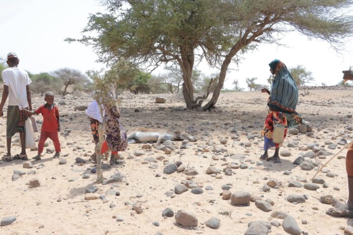 Awdal is among the worst-hit regions, with rural communities struggling to find water for both people and animals. Many areas have seen a sharp increase in livestock deaths due to extreme dehydration.