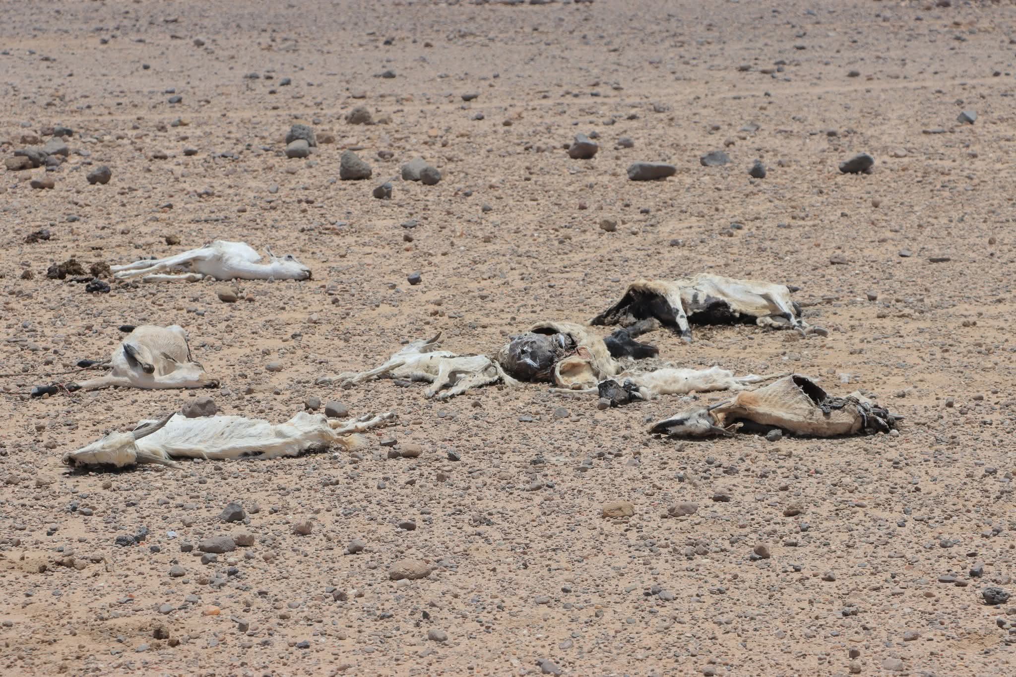 Awdal is among the worst-hit regions, with rural communities struggling to find water for both people and animals. Many areas have seen a sharp increase in livestock deaths due to extreme dehydration. | PHOTO/ KAAB TV.