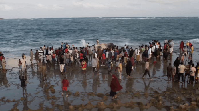 Residents of the southern Somali coastal city of Kismaayo rushed to Kiboora beach on Saturday [16 August 2025] after a large dead whale washed ashore.
