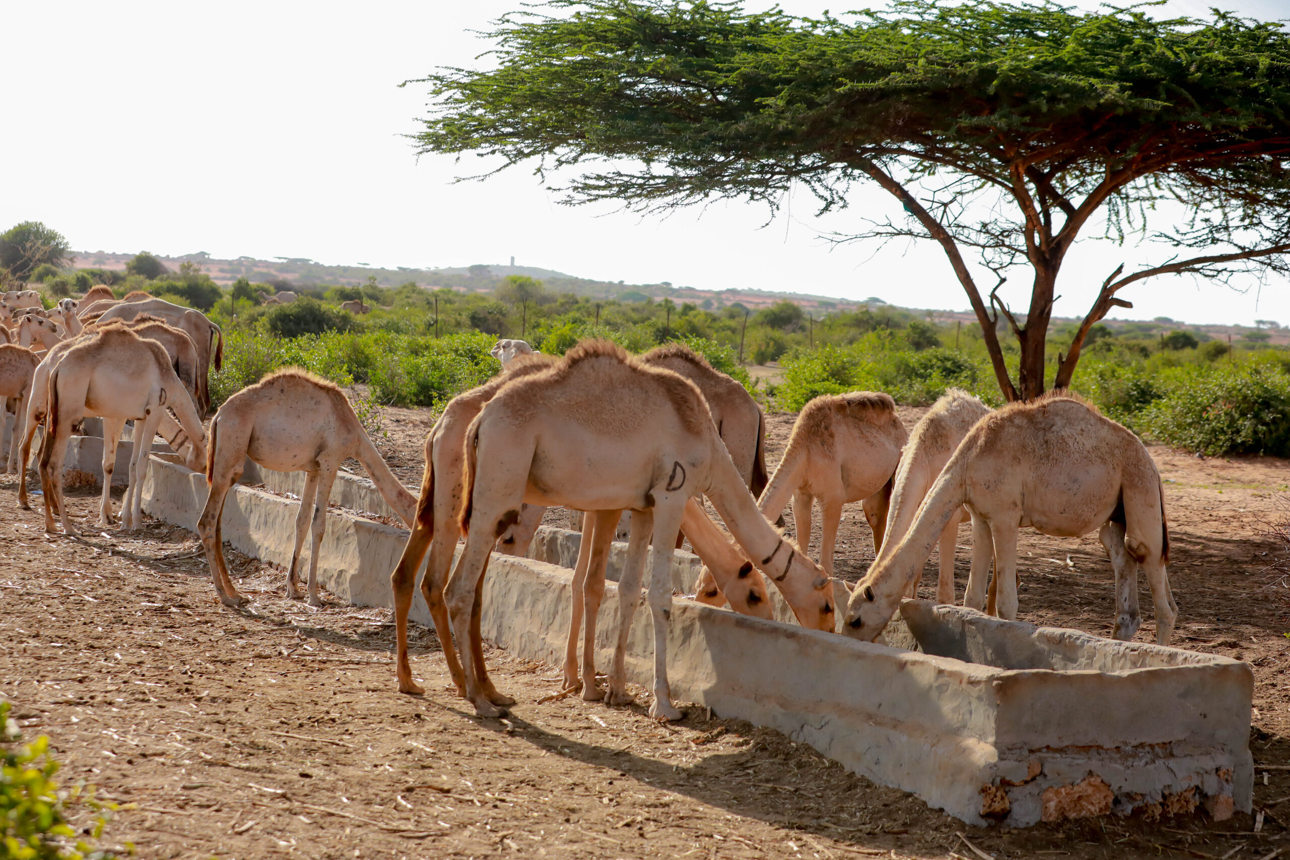 Camels drink water in Barkadda village, on the outskirts of Kismayo, Lower Juba region, Jubbaland, Somalia. October 15, 2025. Photo: Abdullahi Hussein Kilas.