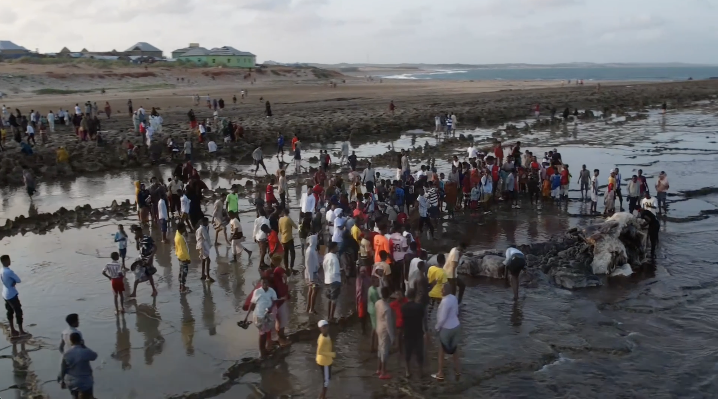 People gather at Kismayo Beach after a whale washed ashore dead, as the climate crisis continues to affect marine life. August 15, 2025. PHOTO: Abdullahi Hussein Kilas.