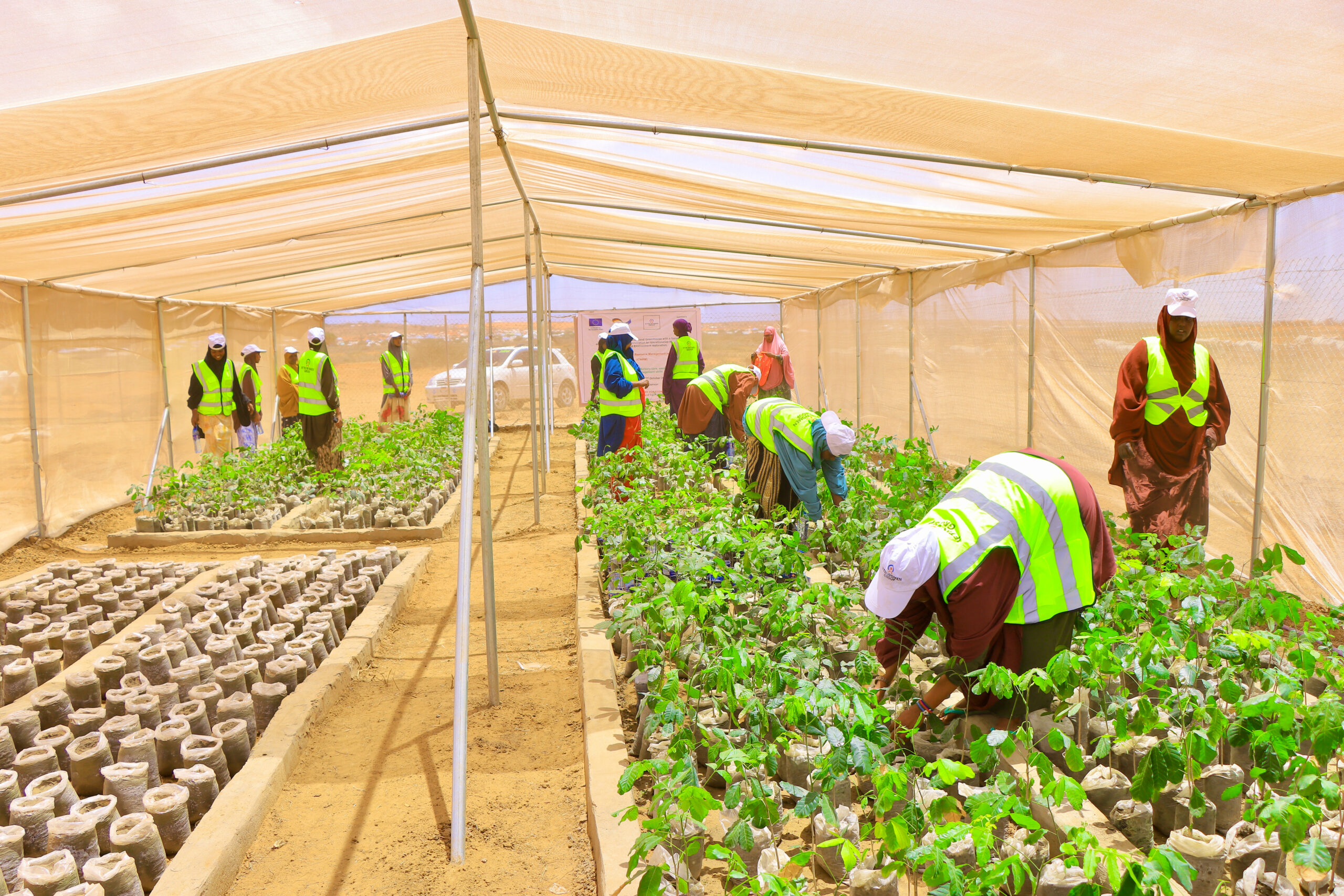 This photo shows a group of women in Luglow village, near Kismayo, gathered at a newly established greenhouse farm to prepare nursery trees and restore the environment in October 2025. PHOTO: Abdullahi Hussein Kilas.
