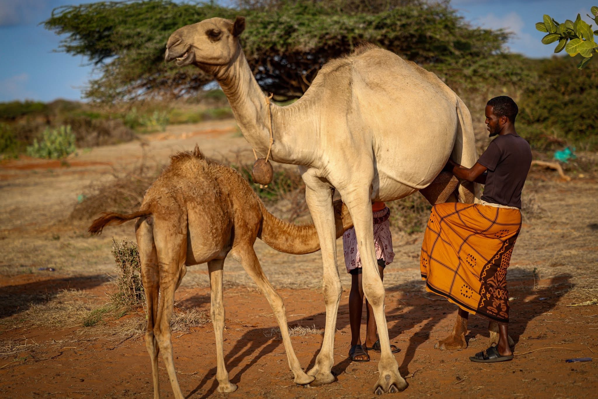 A camel herder milks his camel at Barkadda village on the outskirts of Kismayo, Lower Juba region, Jubbaland, Somalia. PHOTO: Abdullahi Hussein Kilas.