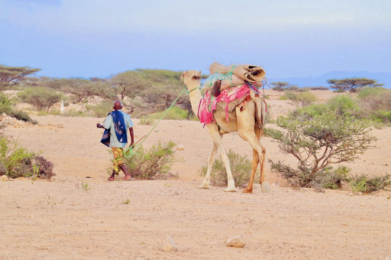 A Somali herder leads his camel outside Gondali village, near Baargaal town, Puntland, Somalia. PHOTO: Mohamed Hussein Salad.