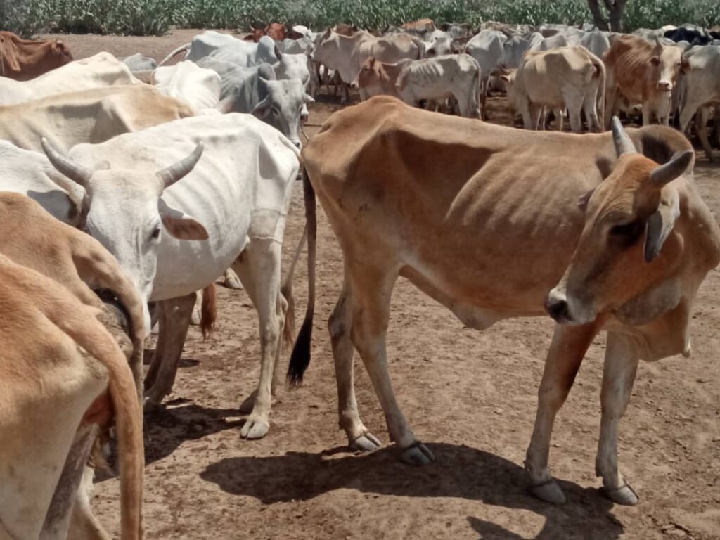 Areas under the South West State and Jubbaland administrations are experiencing a severe drought that has had a negative impact on pastoralists and farmers