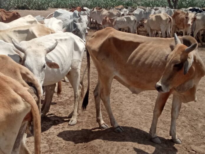 Areas under the South West State and Jubbaland administrations are experiencing a severe drought that has had a negative impact on pastoralists and farmers