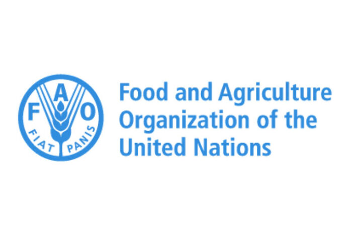 Somalia and FAO Discuss Expanding Youth Programs Under National Plan