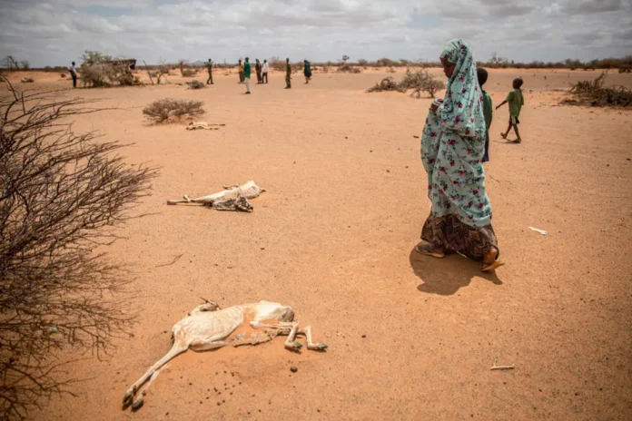Drought and Hunger Push Somalia Toward Another Humanitarian Catastrophe