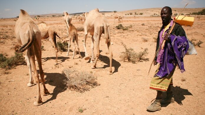 Somali herder man and his camels. Photo/UNDP Somalia