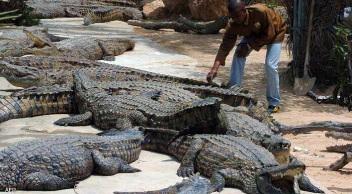 Dozens of Nile Crocodiles Spark Fear Across Sudan as Attacks Increase